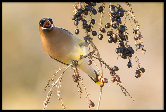 Cedar Waxwing