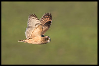 Short-eared Owl