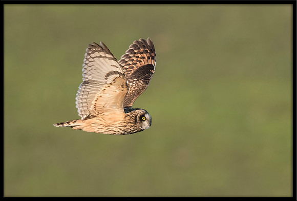 Short-eared Owl