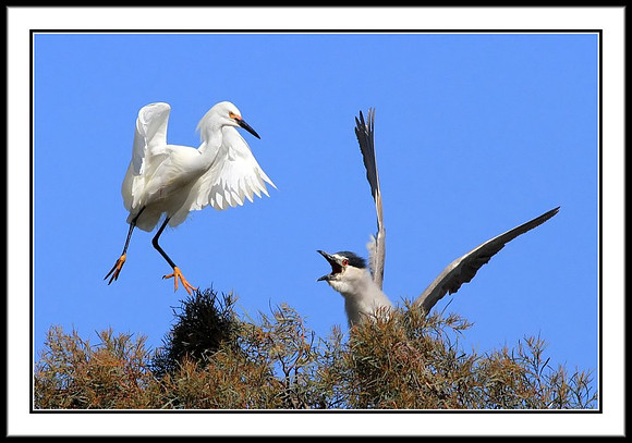 Egret vs Black-crowned Night Heron