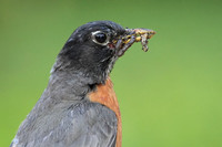 American Robin