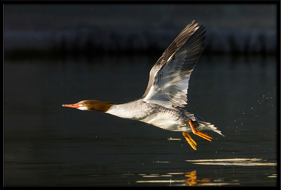 Common Merganser