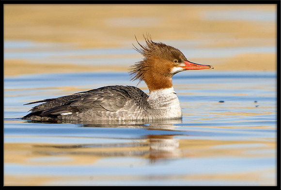Common Merganser