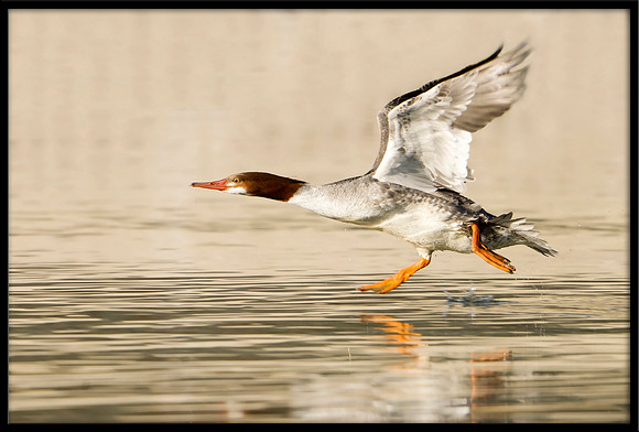 Common Merganser