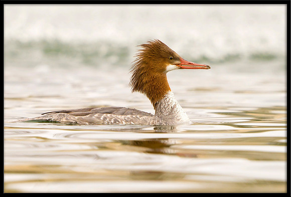 Common Merganser