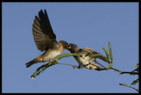 Northern Rough-winged Swallows
