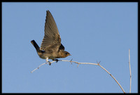 Northern Rough-winged Swallow