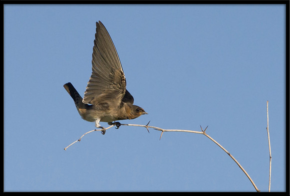 Northern Rough-winged Swallow
