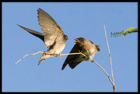Northern Rough-winged Swallow
