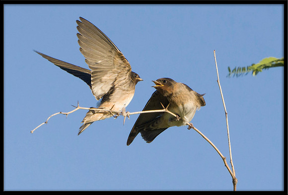 Northern Rough-winged Swallow