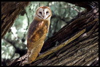 Barn Owl