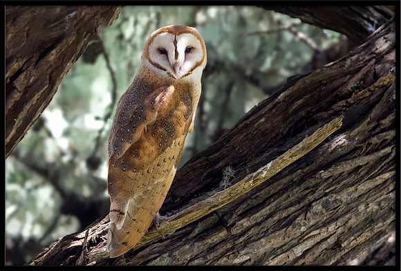 Barn Owl