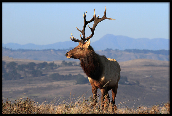 Bull Tule Elk