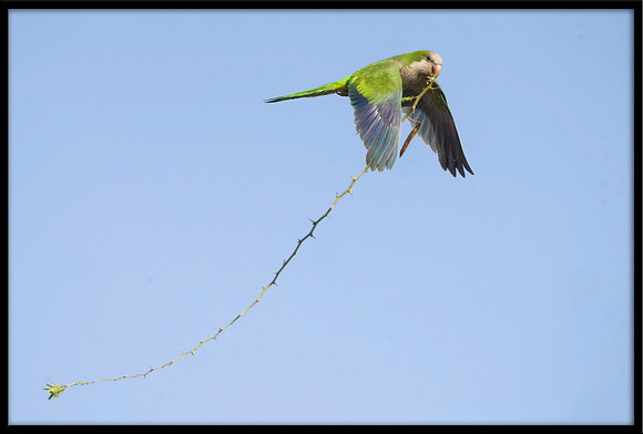 Monk Parakeet
