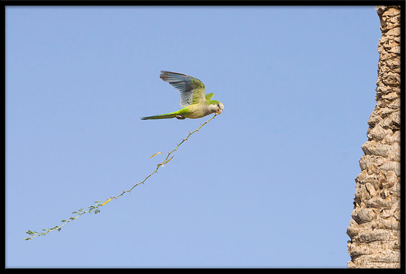 Monk Parakeet
