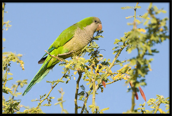 Monk Parakeet