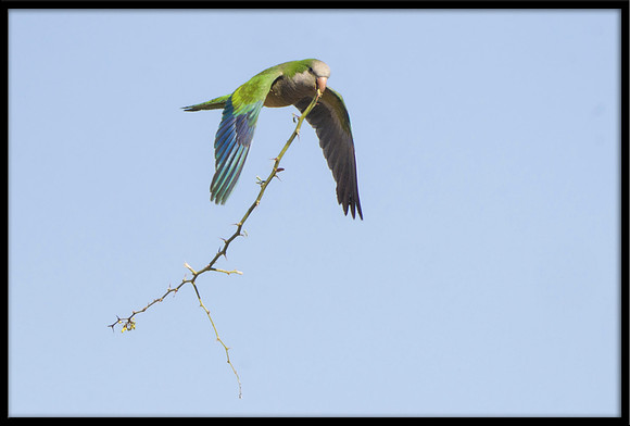 Monk Parakeet