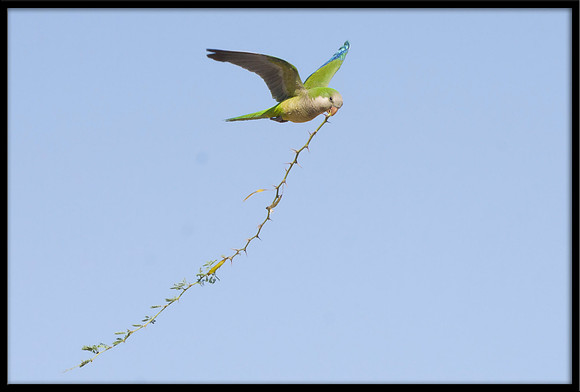 Monk Parakeet