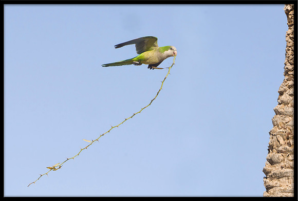 Monk Parakeet