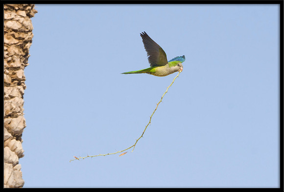 Monk Parakeet