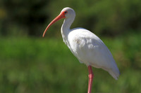 White Ibis