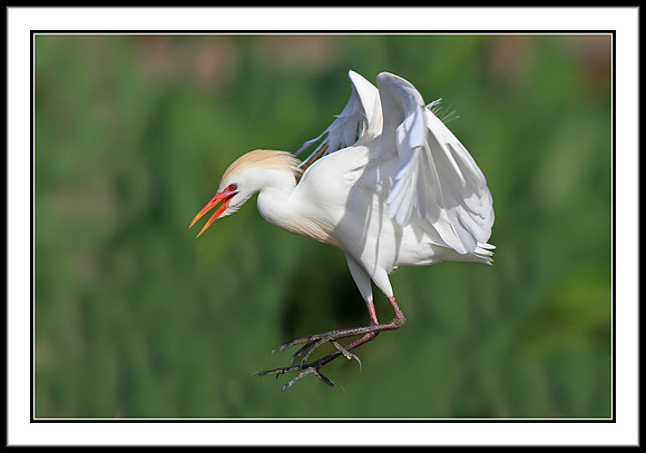 Western Cattle Egret