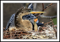 Anhinga in nest with baby
