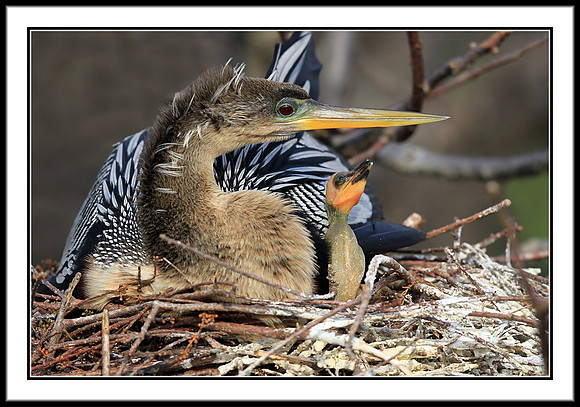 Anhinga in nest with baby
