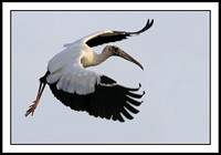 Wood Stork