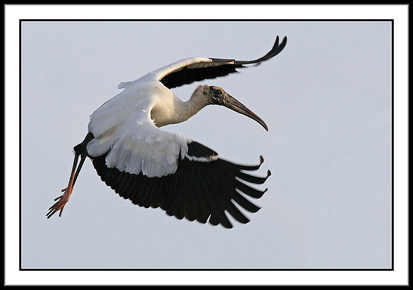 Wood Stork