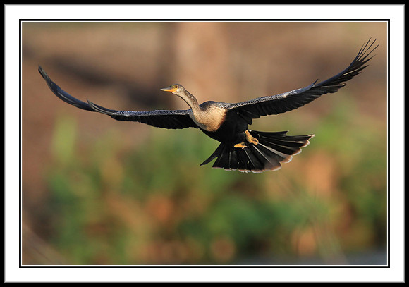 Anhinga