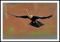 Anhinga