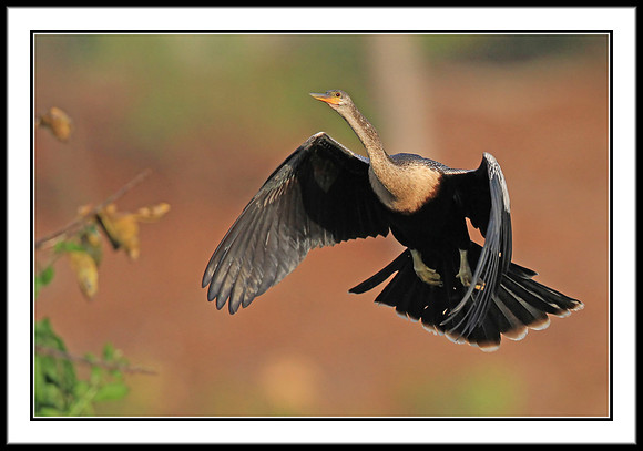 Anhinga