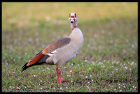 Egyptian Geese