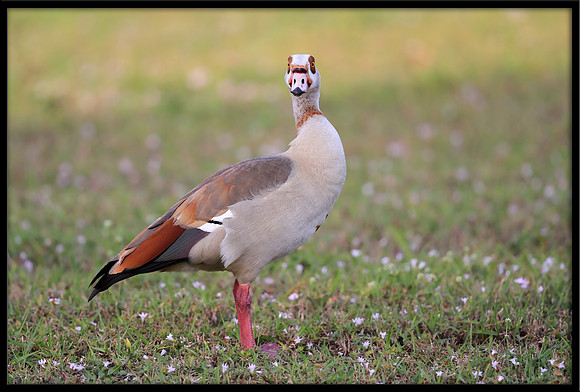 Egyptian Goose