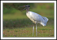 Wood Stork