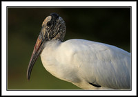 Wood Stork