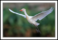 Western Cattle Egret