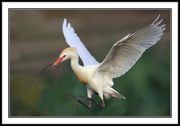 Western Cattle Egret