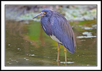 Tri-colored Heron
