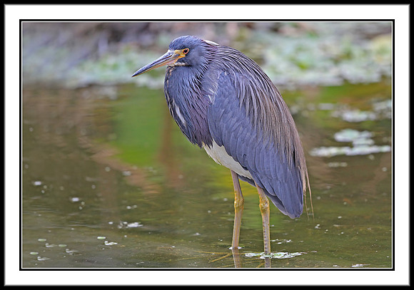 Tri-colored Heron