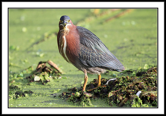 Green Heron