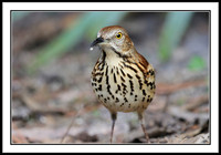 Brown Thrashers