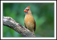 Cardinal (female)