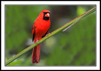 Cardinal (male)