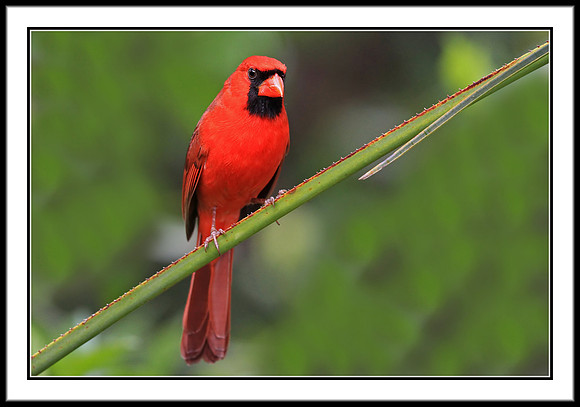 Cardinal (male)