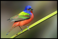 Painted Buntings