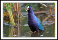 Purple Gallinule