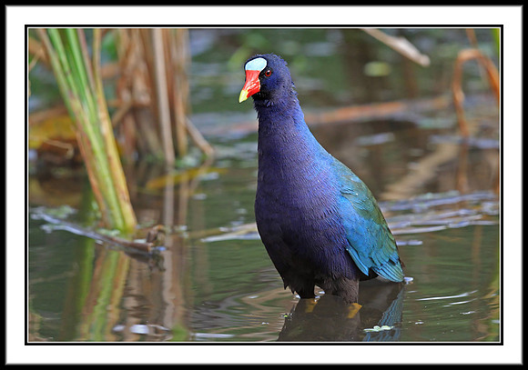 Purple Gallinule