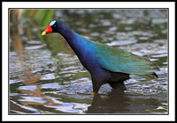 Purple Gallinule